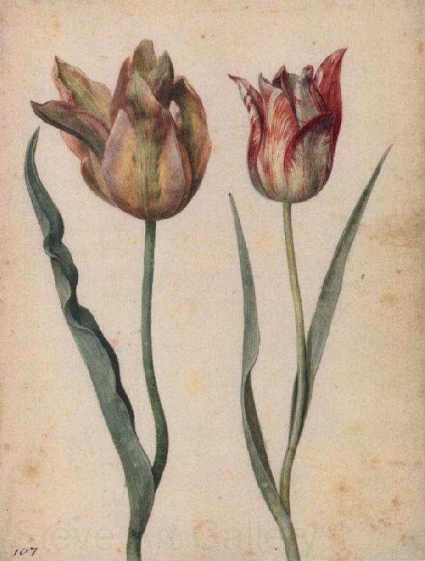 Georg Flegel Two Tulips